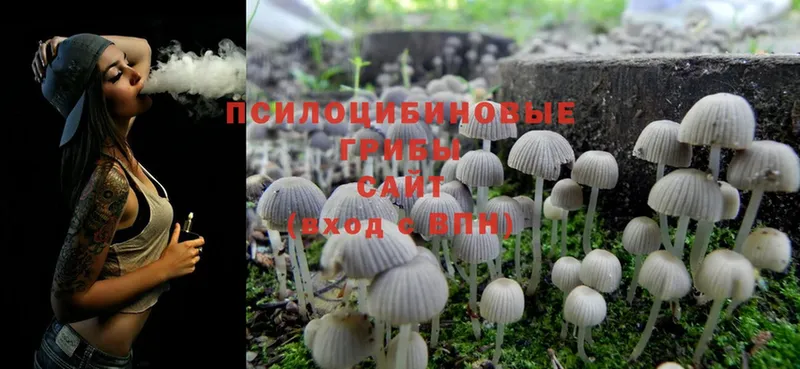 MEGA сайт  Зерноград  Галлюциногенные грибы Psilocybe 